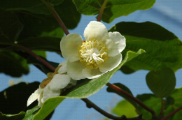 Fleur femelle d'Hayward (Actinidia deliciosa)